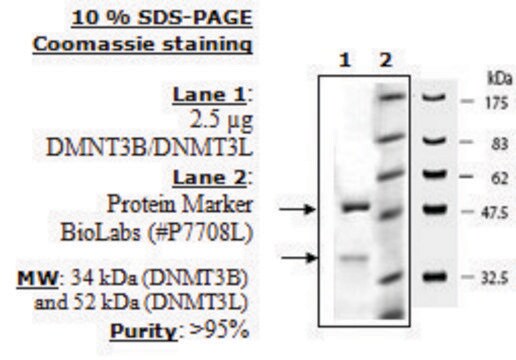 DNMT3B/DNMT3L Active human recombinant, expressed in baculovirus infected insect cells, &#8805;90% (SDS-PAGE)