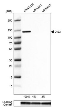 抗DIS3抗体 ウサギ宿主抗体 affinity isolated antibody, buffered aqueous glycerol solution