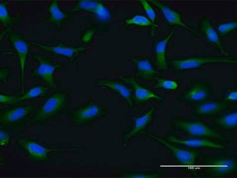 Monoclonal Anti-ABCG1 antibody produced in mouse clone 2H8, purified immunoglobulin, buffered aqueous solution