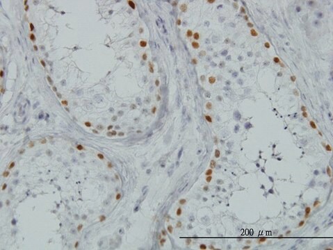 单克隆抗 SALL4 小鼠抗 clone 6E3, purified immunoglobulin, buffered aqueous solution