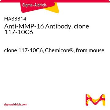 Anti-MMP-16 Antibody, clone 117-10C6 clone 117-10C6, Chemicon&#174;, from mouse