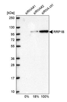 Anti-RRP1B antibody produced in rabbit Prestige Antibodies&#174; Powered by Atlas Antibodies, affinity isolated antibody, buffered aqueous glycerol solution, Ab1