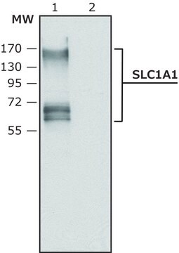 Anti-SLC1A1 antibody produced in rabbit ~1.0&#160;mg/mL, affinity isolated antibody