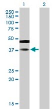 Anti-SAMSN1 antibody produced in mouse purified immunoglobulin, buffered aqueous solution