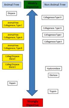 Mélange collagénase/dispase I, sans composant d'origine animale Animal Free Collagenase/Dispase Blend I is a mixture of animal free collagenase, type B, and neutral protease/dispase, and is inteneded to be used when a more potent enzymatic dissociatation solution than collagnaease is desired.