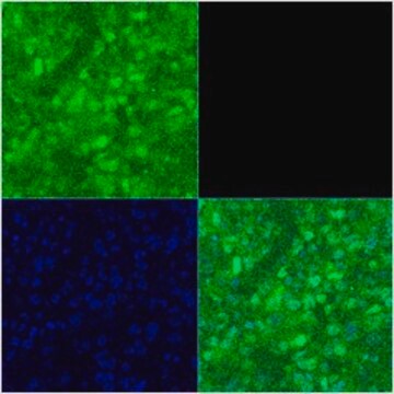 Anti-POU3F2 (AB2) antibody produced in rabbit affinity isolated antibody