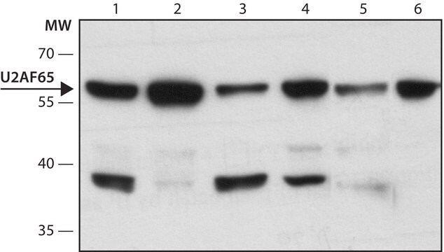 モノクロナール抗U2AF65 マウス宿主抗体 clone MC3, purified from hybridoma cell culture