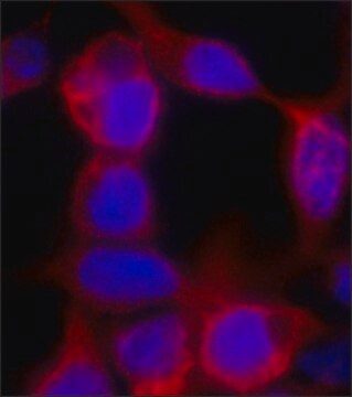 モノクローナル抗ポリヒスチジン抗体 マウス宿主抗体 clone HIS-1, purified immunoglobulin