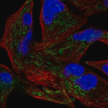 Anti-GLRX5 antibody produced in rabbit Prestige Antibodies&#174; Powered by Atlas Antibodies, affinity isolated antibody