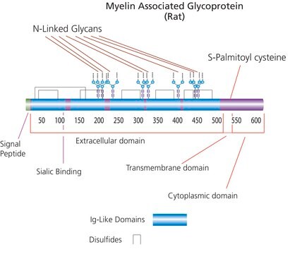 Myelin-Associated Glycoprotein/Fc Chimera from rat &gt;95% (SDS-PAGE), recombinant, expressed in NSO cells, lyophilized powder