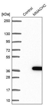 Anti-MMACHC antibody produced in rabbit Prestige Antibodies&#174; Powered by Atlas Antibodies, affinity isolated antibody, buffered aqueous glycerol solution