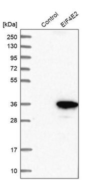 Anti-EIF4E2 antibody produced in rabbit Prestige Antibodies&#174; Powered by Atlas Antibodies, affinity isolated antibody, buffered aqueous glycerol solution