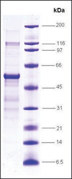 RAR&#947;, ligand binding domain (150-417), GST tagged human recombinant, expressed in E. coli, &#8805;70% (SDS-PAGE)