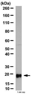 Anti-Interleukin-10-Antikörper from rabbit, purified by affinity chromatography