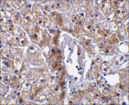 Anti-Caspase-12 (small) antibody produced in rabbit affinity isolated antibody, buffered aqueous solution