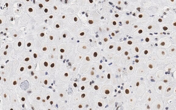 抗BMI-1 抗体クローン F6 ZooMAb&#174; マウス・モノクローナル recombinant, expressed in HEK 293 cells