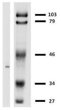 Monoclonal Anti-HLAG antibody produced in mouse clone MEM-G/2