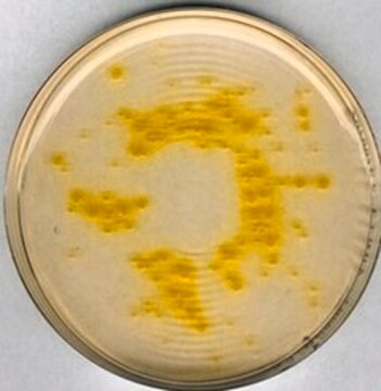 Cetrimid-Agar suitable for microbiology, NutriSelect&#174; Plus