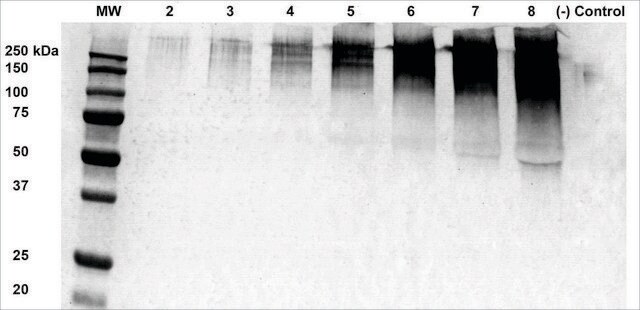 Monoclonal Anti-Alginate - Atto 594 antibody produced in mouse clone 3G4-1F5, purified immunoglobulin