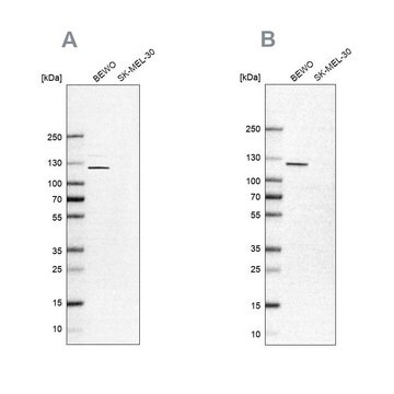 Anti-NLRP2 antibody produced in rabbit affinity isolated antibody, buffered aqueous glycerol solution