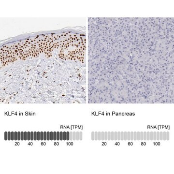 Anti-KLF4 antibody produced in rabbit Prestige Antibodies&#174; Powered by Atlas Antibodies, affinity isolated antibody, buffered aqueous glycerol solution