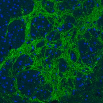 Monoclonal Anti-VGAT antibody produced in mouse Prestige Antibodies&#174; Powered by Atlas Antibodies, clone CL2793, purified immunoglobulin, buffered aqueous glycerol solution