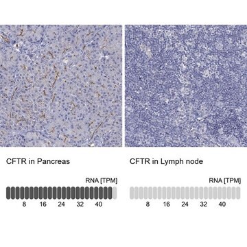 Anty-CFTR Prestige Antibodies&#174; Powered by Atlas Antibodies, affinity isolated antibody, buffered aqueous glycerol solution