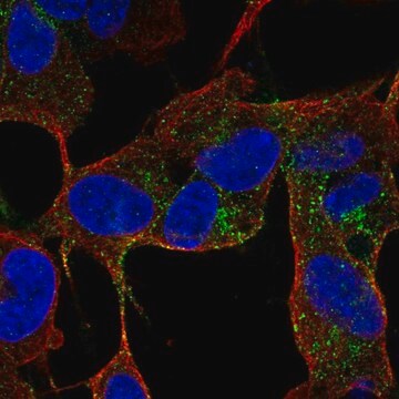 Anti-CACNG4 antibody produced in rabbit Prestige Antibodies&#174; Powered by Atlas Antibodies, affinity isolated antibody