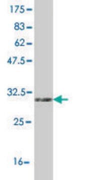 Monoclonal Anti-UCP1 antibody produced in mouse clone 4E5, purified immunoglobulin, buffered aqueous solution