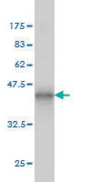 ANTI-ERN1 antibody produced in mouse clone 5F3, purified immunoglobulin, buffered aqueous solution