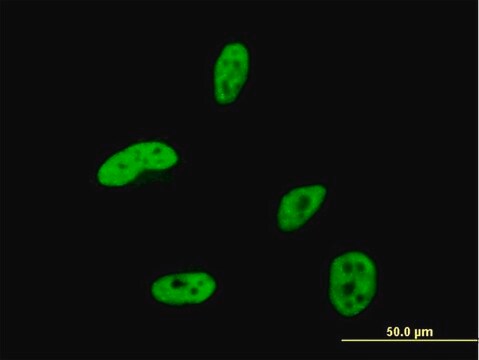 Monoclonal Anti-HOXA9 antibody produced in mouse clone 2A11-2D2, purified immunoglobulin, buffered aqueous solution