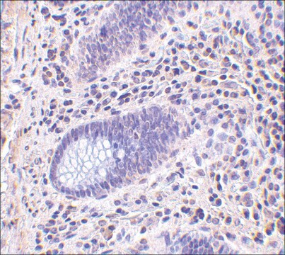 Anti-LANO antibody produced in rabbit affinity isolated antibody, buffered aqueous solution