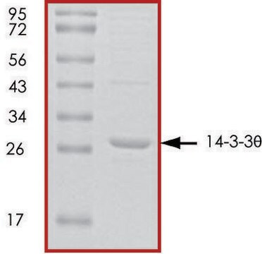 14-3-3 &#952;, untagged human recombinant, expressed in E. coli, &#8805;70% (SDS-PAGE), buffered aqueous glycerol solution