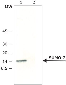 Anti-SUMO 2 in Kaninchen hergestellte Antikörper ~0.6&#160;mg/mL, affinity isolated antibody, buffered aqueous solution