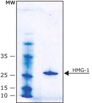 HMG-1 human lyophilized powder, &#8805;90% (SDS-PAGE), Histidine-tagged, recombinant, expressed in E. coli