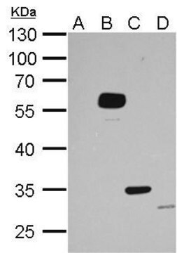 Monoclonal Anti-DDDDK tag antibody produced in mouse clone GT231, affinity isolated antibody