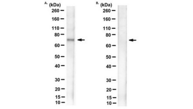 Anti-phospho-SAMHD1 (Thr592) Antibody, clone T592P clone T592P, from mouse