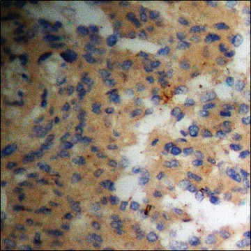 Anti-phospho-Pin1 (pSer16) antibody produced in rabbit affinity isolated antibody