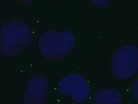 Anti-DDX6-Alexa488 antibody, Mouse monoclonal clone DDX6-34, purified from hybridoma cell culture