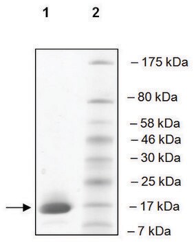 TAF1 (1519-1651) human recombinant, expressed in E. coli, &#8805;90% (SDS-PAGE)