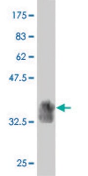 Monoclonal Anti-Siglec-10 antibody produced in mouse clone 1D11, purified immunoglobulin, buffered aqueous solution