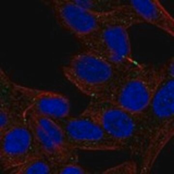 Anti-DEFA5 antibody produced in rabbit Prestige Antibodies&#174; Powered by Atlas Antibodies, affinity isolated antibody, buffered aqueous glycerol solution