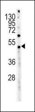 MONOCLONAL ANTI-MYC TAG antibody produced in mouse clone 9E10, IgG fraction of antiserum, buffered aqueous solution