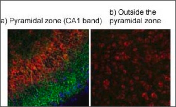 抗TRPV4 ウサギ宿主抗体 affinity isolated antibody