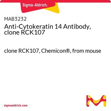 抗细胞角蛋白14抗体，克隆RCK107 clone RCK107, Chemicon&#174;, from mouse