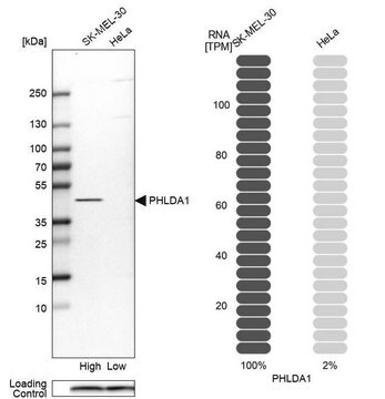 抗PHLDA1抗体 ウサギ宿主抗体 Prestige Antibodies&#174; Powered by Atlas Antibodies, affinity isolated antibody, buffered aqueous glycerol solution