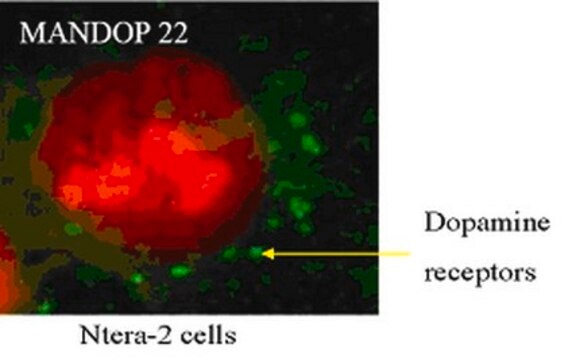 Anticorps anti-récepteur dopaminergique&nbsp;D2 (DRD2), clone&nbsp;2B9 clone 3D9, from mouse