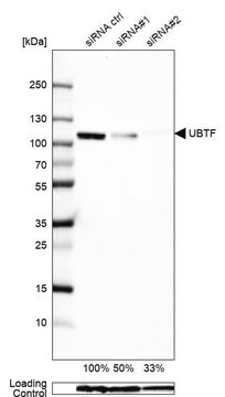 抗UBTF抗体 ウサギ宿主抗体 Prestige Antibodies&#174; Powered by Atlas Antibodies, affinity isolated antibody, buffered aqueous glycerol solution