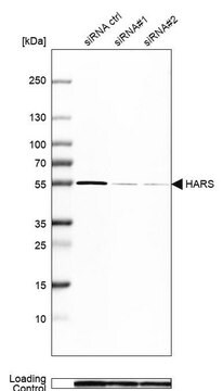 Anti-HARS antibody produced in rabbit Prestige Antibodies&#174; Powered by Atlas Antibodies, affinity isolated antibody, buffered aqueous glycerol solution