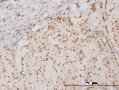 Monoclonal Anti-EIF2AK2, (N-terminal) antibody produced in mouse clone 1D11, purified immunoglobulin, buffered aqueous solution